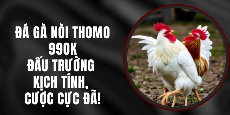 Đá Gà Nòi Thomo 99ok – Đấu Trường Kịch Tính, Cược Cực Đã!